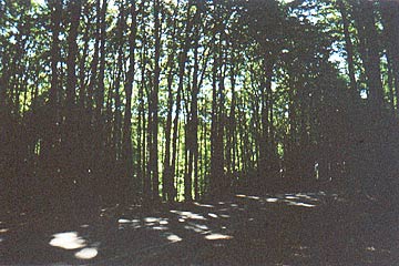 Strae in dem Wald - Route dans la forêt de Rgen