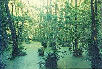 Zona pantanosa del bosque de Jasmund, isla de Rgen