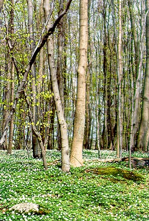 La forêt de Rgen au printemps