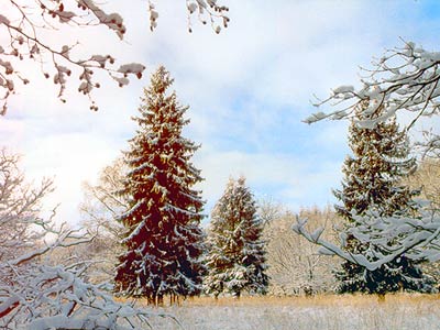 La forêt de Rgen, sous la neige